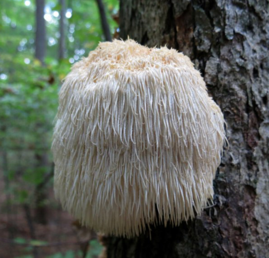 Lion's Mane Mushrooms