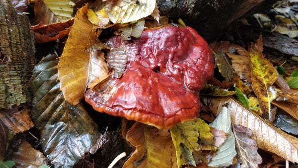 Reishi mushroom (Ganoderma lucidum) growing on a tree