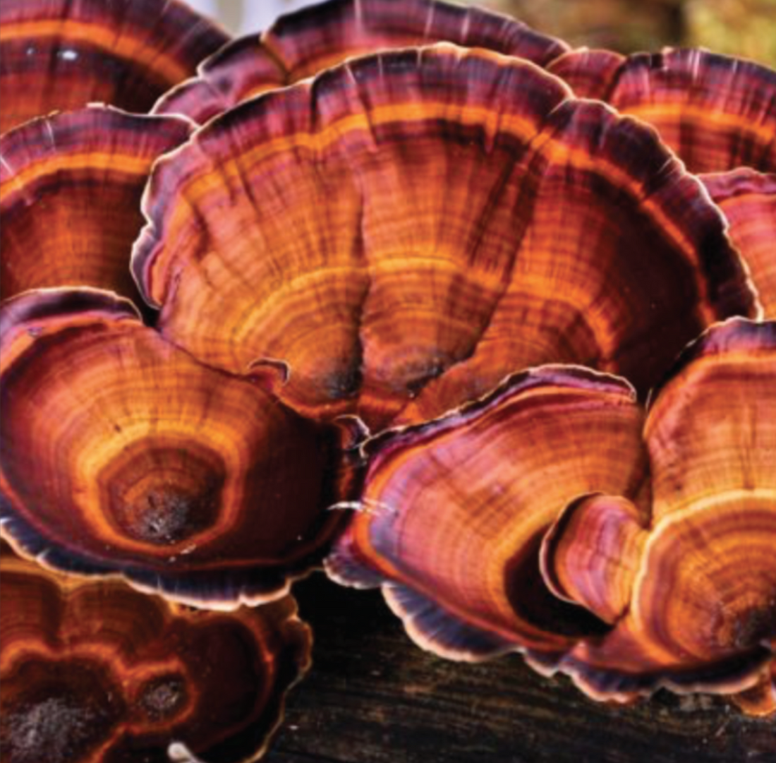 Reishi Mushrooms