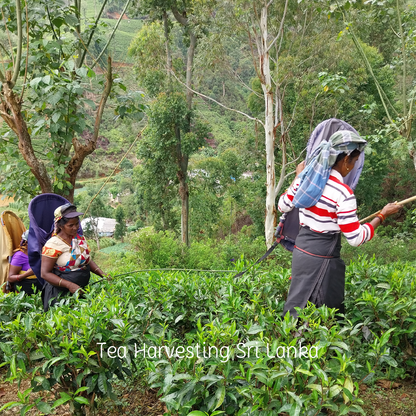 Vürtsita - orgaaniline taimetee ja vürtsid tremella seentega - 16 teekotti 1,8 g (29 g)